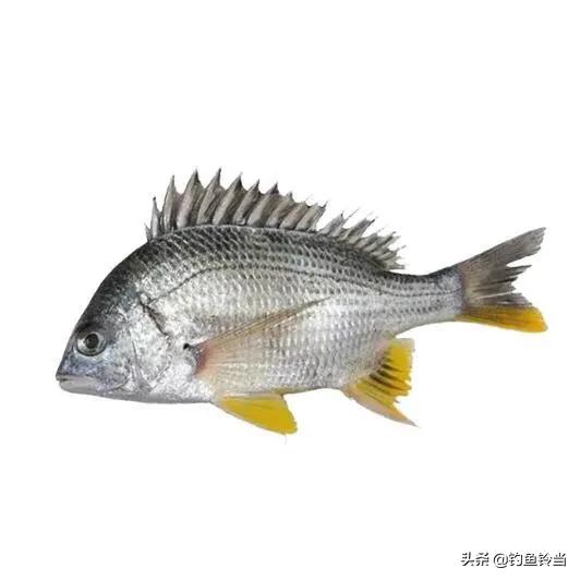 鲷:鲷鱼 请问在牡蛎排筏钓黑雕黄脚立等鱼，需要打窝吗？