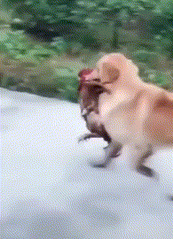 搞笑的GIF动图：这个世界不得了，狗子叼着公鸡跑