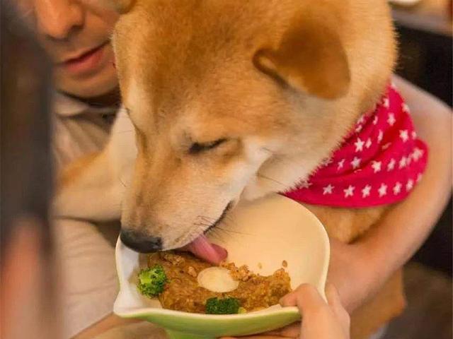 狗喝水慢动作图:炎炎夏日，怎样才能让狗狗多喝水？