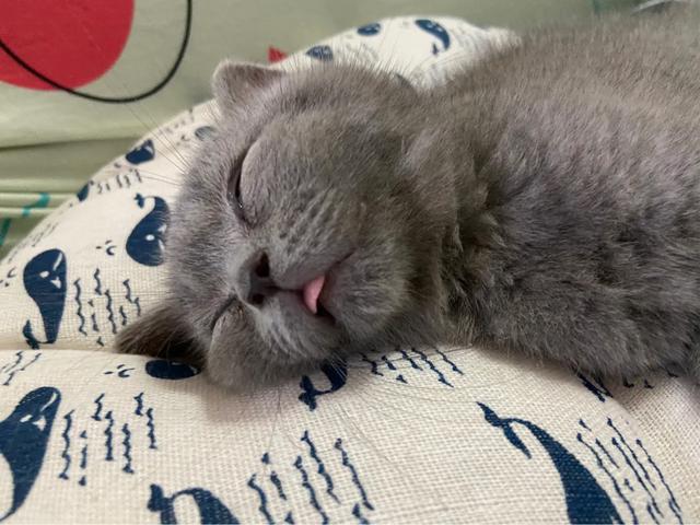 蓝猫:想养一只蓝猫，在哪里买合适？