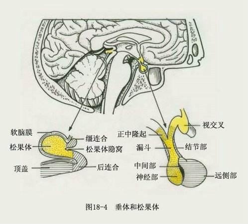 提睾反射动画图片