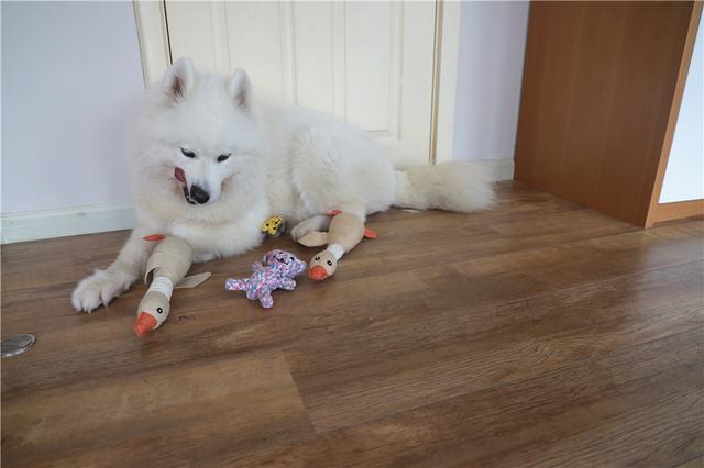 有关于宠物的网站模板:为什么狗狗和猫猫丢了之后还会认得回家的路？ 关于宠物主题的网站设计