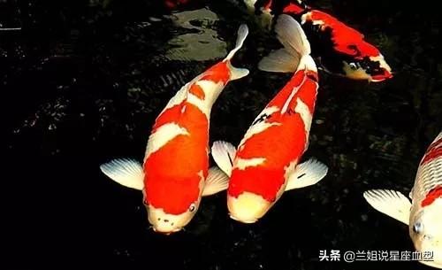 shmily的另一半:你觉得你的另一半是什么样的人？