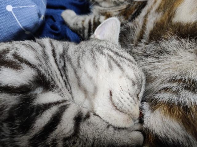 头条问答- 有只可爱猫，偶尔挠我，打它之后又心疼。请问你是怎么教育猫 