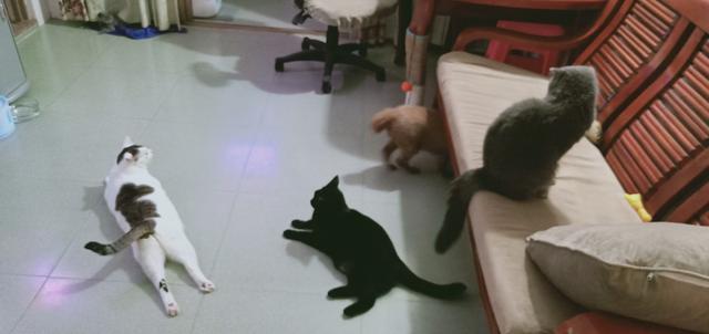 头条问答 捡来的猫咪为什么一直叫 21个回答