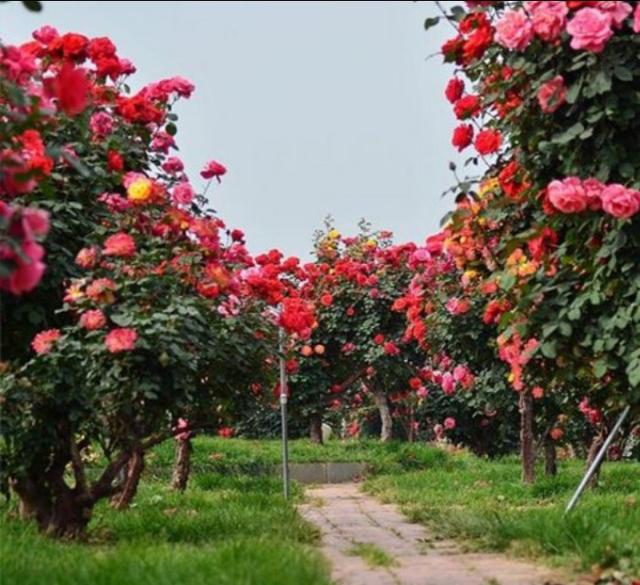 月季花的栽培与管理:树状月季如何进行冬管，需注意哪些事项？