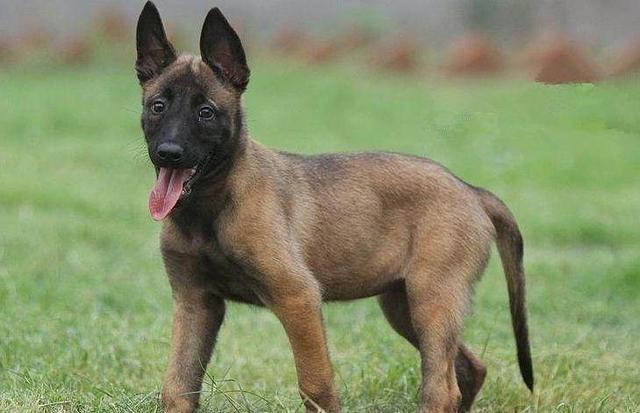 比利时马犬:为什么我的马犬感觉像二哈一样？一点也不凶，怎么训练性格？ 比利时马犬多少钱