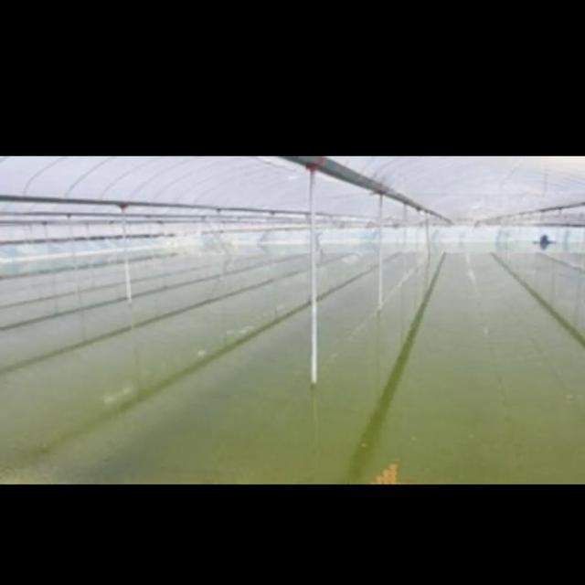 淡水虾养殖的创业故事:淡水虾养殖创业项目 养虾一亩一般赚多少，怎么养好？