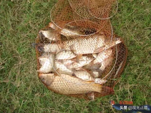 黄金鲤吃什么食料更金黄:大型黄金鲤鱼怎么做 钓鲤鱼用什么打窝比较好？