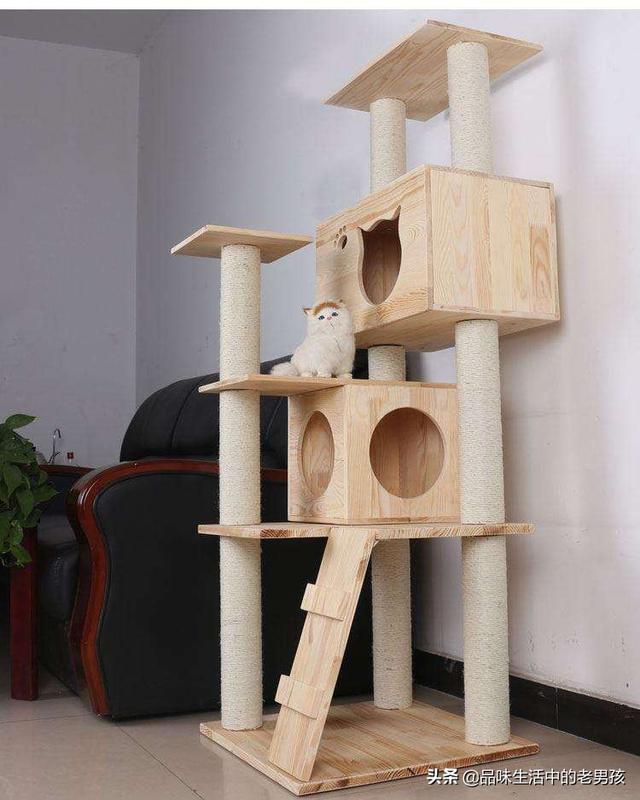 猫舍和宠物店区别:家庭猫舍和宠物店的区别 大家都有养宠物么？猫与狗你们会选择哪个作为宠物呢？