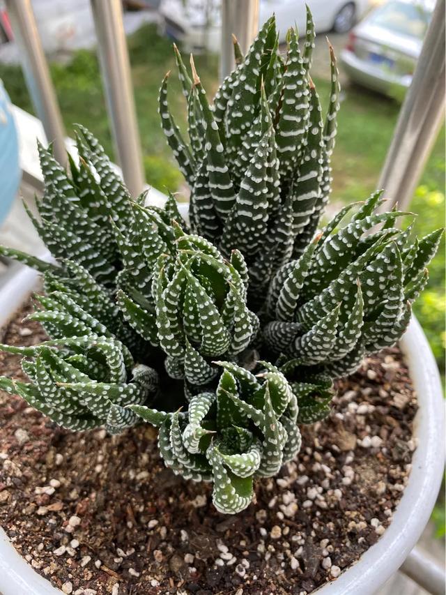 室内最好的观赏植物:十大室内观赏植物 室内养花，养几种花比较好？