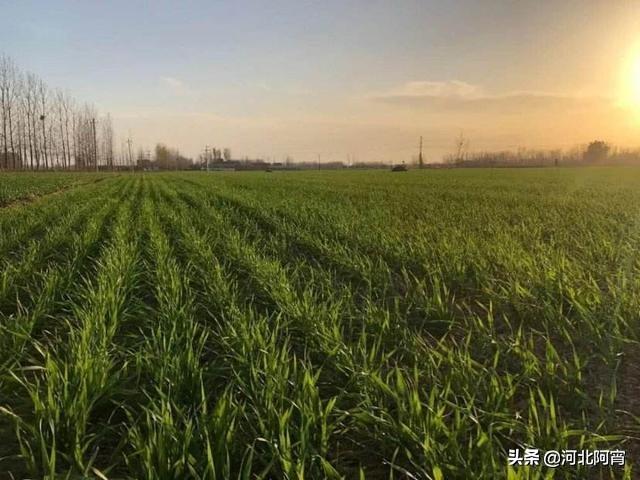 麦田多花黑麦草怎么防除:小麦除草剂元旦前打还是元旦后打？