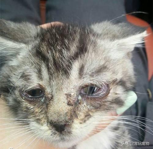 关在家里的猫的猫瘟吗:散养猫怎么才能把猫养住？