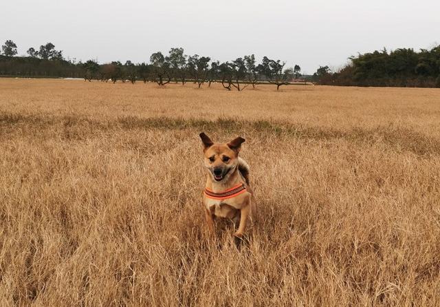 中国福犬灰色:中国福犬出售 国内优秀猎犬，除了下司犬还有什么？有何依据？