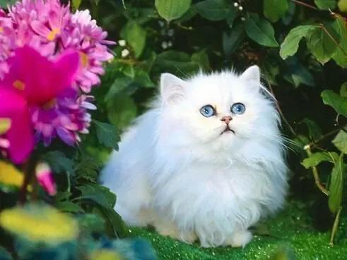 波斯猫图片:想养猫，孩子较小，要养什么品种的猫，有什么注意事项？
