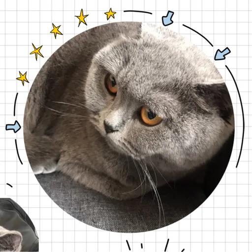 斯芬克斯猫粘人:无毛猫一直乖巧粘人，突然发疯一样咬主人，凶狠之极是什么原因？
