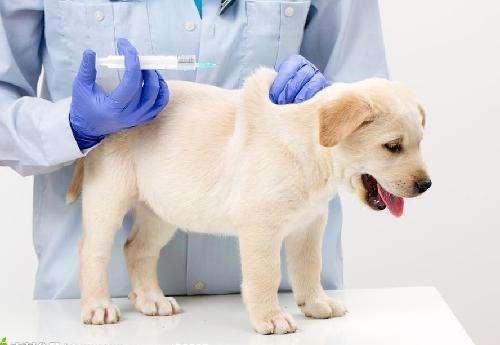 捡到流浪贵宾犬好养吗:捡到一只小狗，不知道是流浪狗还是走丢的，能打针么？