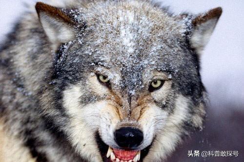 狗和狼的DNA一样吗？插图39