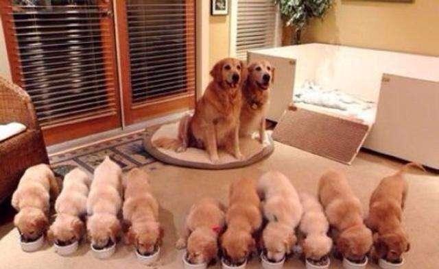 金毛犬吧:有没有养金毛的朋友，可以说说金毛的优缺点吗？该怎么养？ 金毛犬吧 百度贴吧