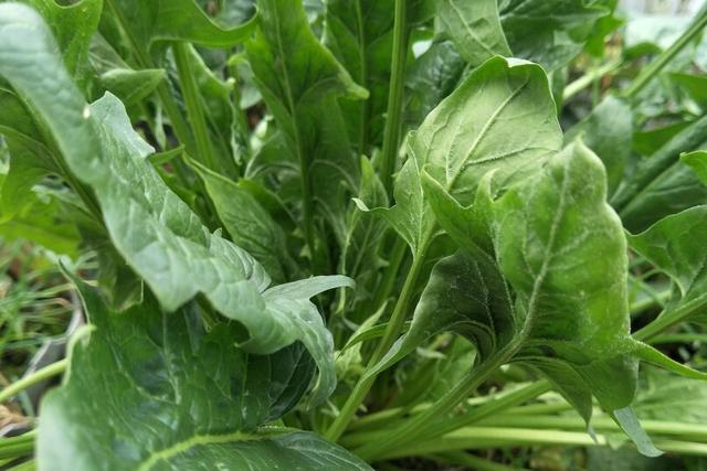 蔬菜名称,新鲜蔬菜分哪几类？如何管理？
