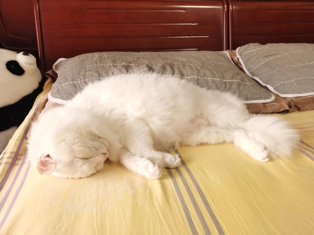 地中海孟加拉猫舍:想养一只猫，大家有没有什么推荐的？ 德国比较好的布偶猫舍