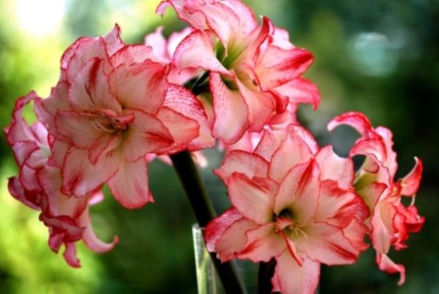 石蒜科的换锦花:冬天君子兰花败后适合换盆吗？