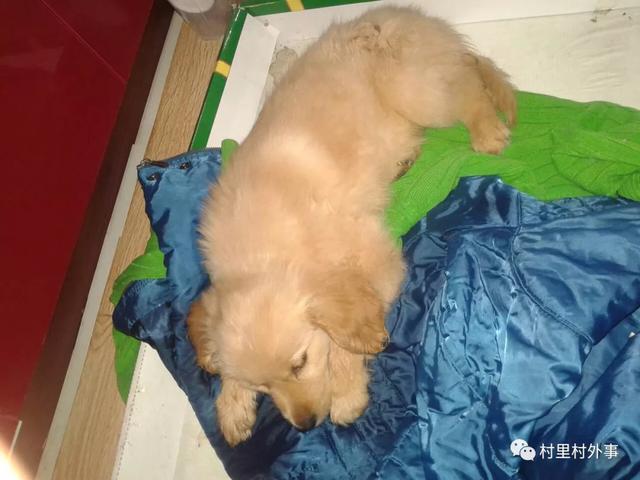 视频 狗狗 细小病毒用药过程走一波 看不惯的评论区见 没毛病的收藏 细小怎么使用 Www Chongwu56 Com