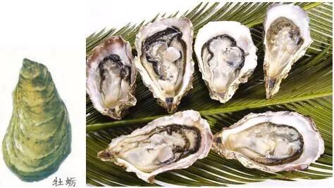 牡蛎与生蚝的区别