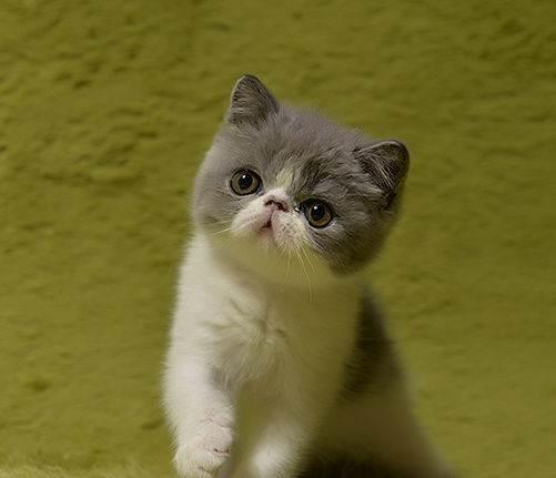 加菲猫和马林:加菲猫与橘猫的混血大约值多少钱？