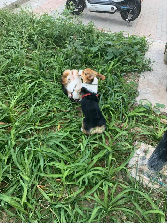 朱一龙对柯基狗狗说话:柯基犬生病会有什么征兆？