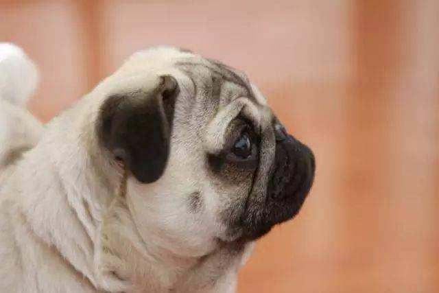 新都巴哥犬吧:一只小巴哥犬多少钱？巴哥犬好养吗？