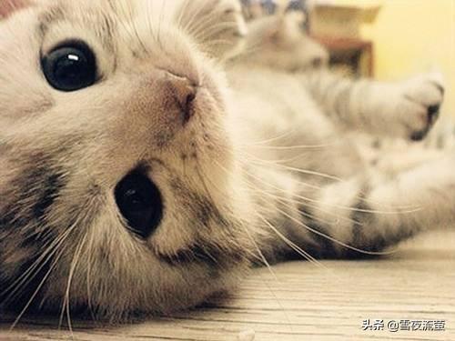 卡尔特猫图片:卡尔特猫价格 1500买了一只猫，身上花纹唬人的很，你们说我买的值不值？