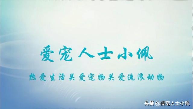 粗毛牧羊犬游戏在线玩:你觉得养什么狗能帮助减肥？