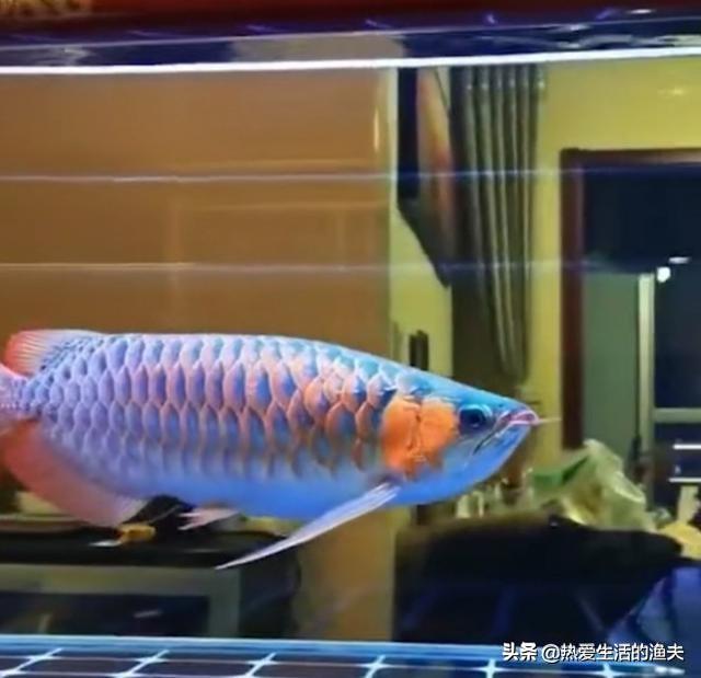 日本玛鲁哈水产公司:鱼买了三天后水有腥味怎么回事？