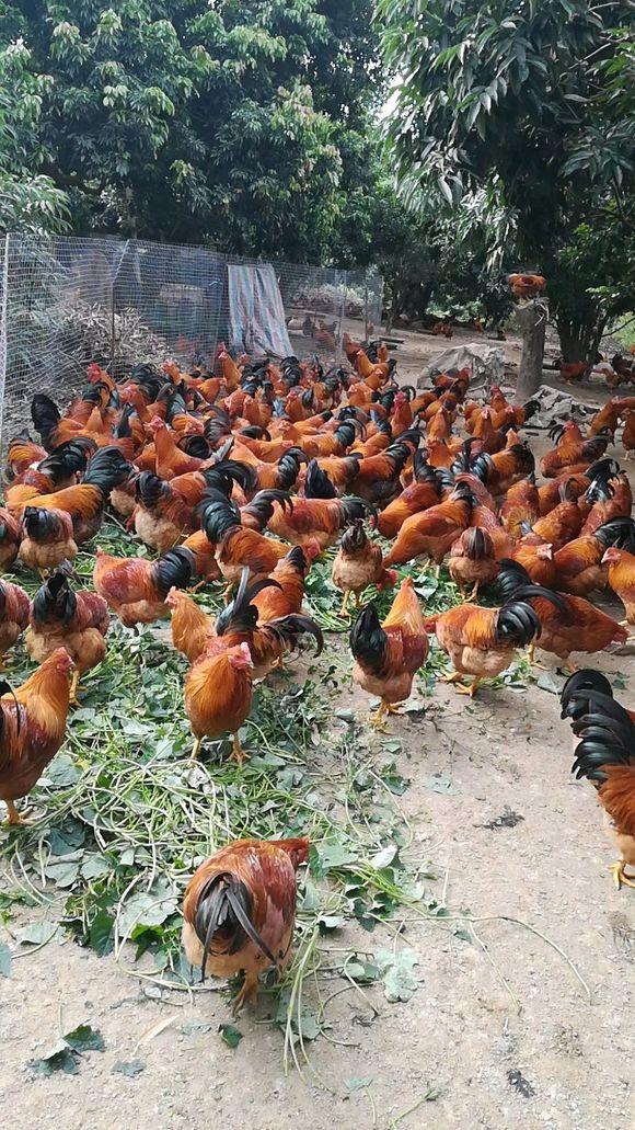 只有几万块钱,想回农村散养土鸡,可行吗?(自家散养土鸡的朋友圈?