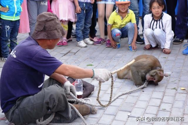 河南袖珍猴子专卖店:以前满大街耍猴的，现在怎么都看不到了，都去哪了？