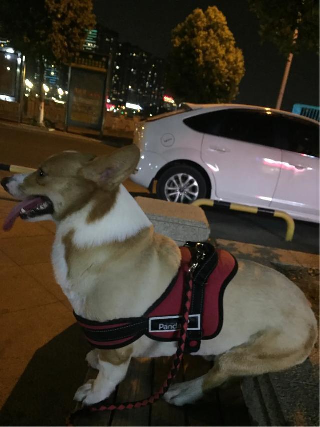 拉布拉多幼犬怎么补钙:狗狗补钙需要专门吃钙片吗？