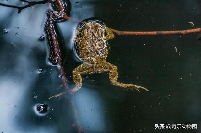 黑眶蟾蜍 捕食:蟾蜍是庄稼卫士，不咬人不伤人，为什么大多数人都害怕触碰它们？