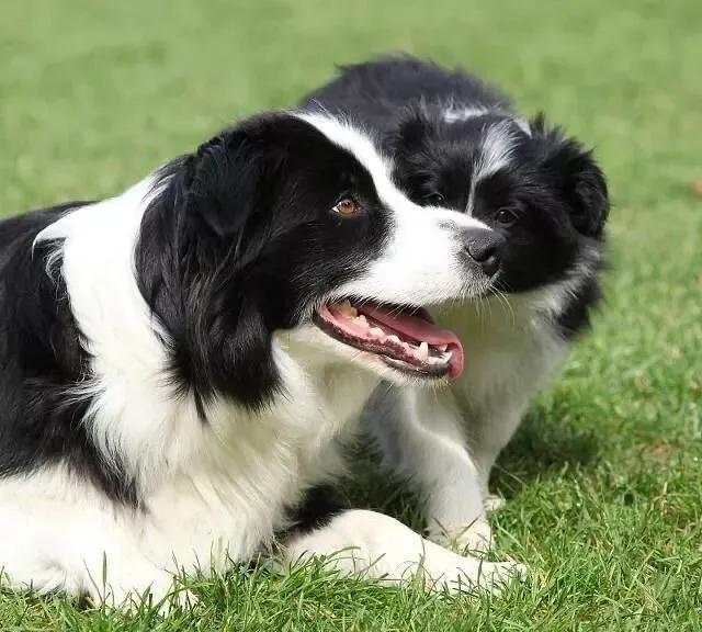伯恩山犬和边牧:为什么德牧能当军警犬，而边牧不行？