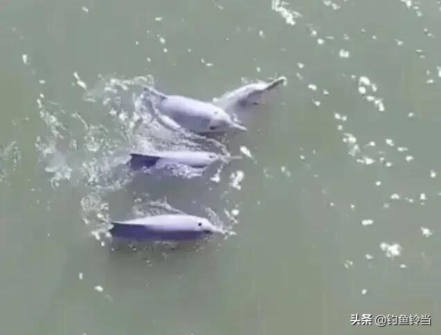 中华白海豚为何濒危，出现在梧州的中华白海豚在救助捕捞中会造成伤害而死亡吗