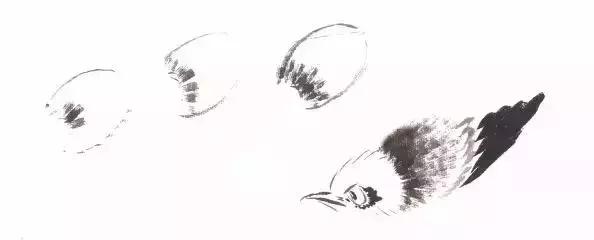 分步骤详解,写意翎毛基本画法,从结构到姿态,跟着学有大收获