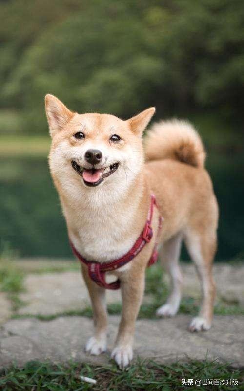 香槟色泰迪:两只不同颜色的泰迪犬，生出的宝宝会是什么颜色呢？
