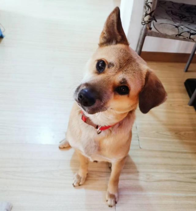 宠物狗大白熊好养吗:宠物狗大白熊 中华田园犬好养吗？它们有什么样的优点？
