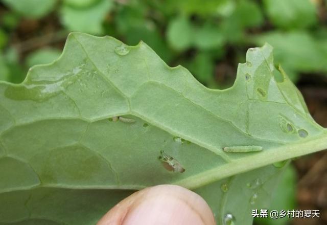 如何防治菜青虫，种植的包菜被一些青菜虫祸害了，如何不洒农药防治呢