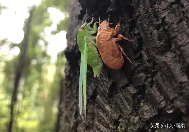 恋爱猫猫在一起游戏答案:有没有不要网的养成游戏?（除汤姆猫系列）？