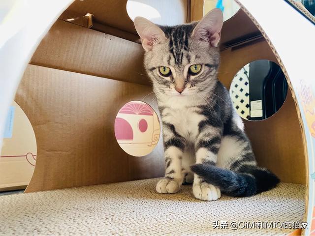 人抱着波斯猫的图片:东阳三男子爱猫成瘾，深夜偷猫又亲又抱，你有何看法？