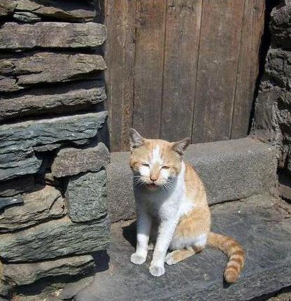 中国福犬那里有售:为什么老猎人养狗都喜欢养花舌头的啊？ 中国福犬