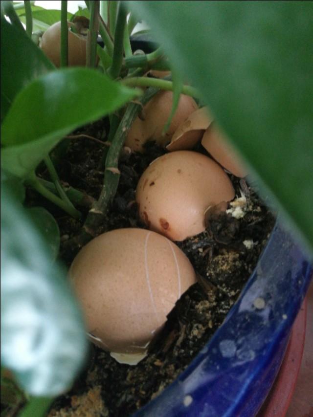 鸡蛋壳可以做多肉肥料吗，熟鸡蛋壳可以养花吗一养花