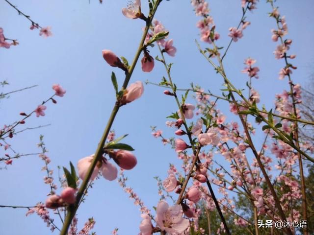 桃花一簇开无主的簇是什么意思啊？