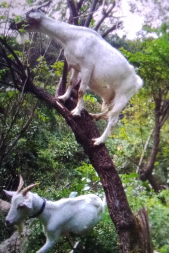 未来的养殖业是规模养殖、生态养殖、特色养殖,具体有哪些项目有前景？